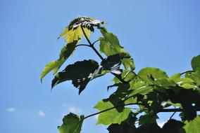 Foliage Tree