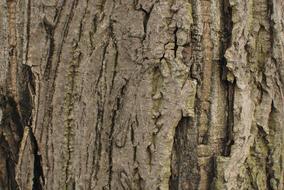 Wood Strain