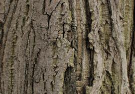 Bark of Wood structure