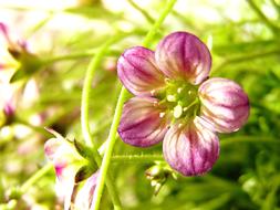 Flower Delicate Small purple