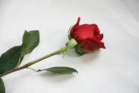 red rose on stem on white
