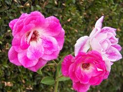 Pink Flowers Roses at garden