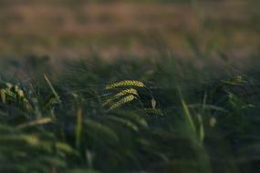 KÅos Spikelet