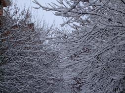 Snow Trees