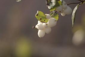 Bush Macro Closeup