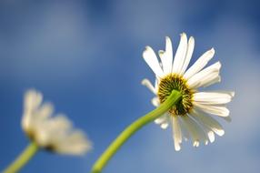 Daisy Blue sky