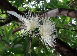 white bloom of Malabar Plum