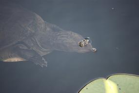 Softshell Turtle Breaching