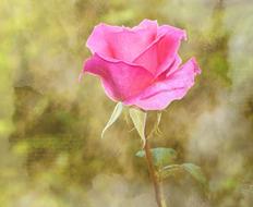 rose flower garden drawing