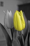 Tulip with Yellow Flower at grey one, photo manipulation