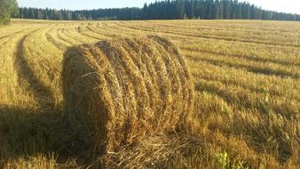 August Straw Bale