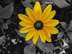 Yellow Floral black background