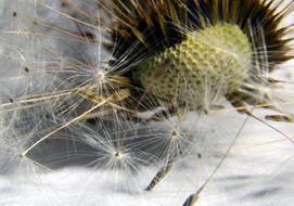 Beautiful, white, fluffy dandelion flower with the green and yellow, brown core