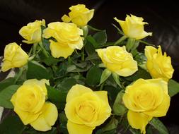 yellow Flowers Roses