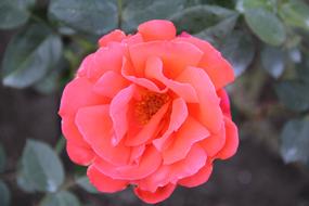 pink rose in the garden in a blurred background