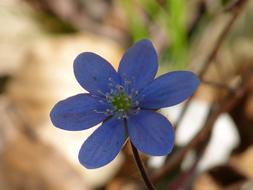 Hepatica Flower Blue