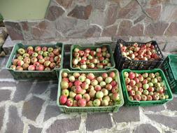 Apple Harvest Green red