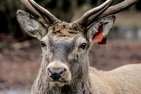 The Head Of Hart Horns