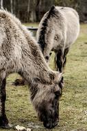 Wild Horse Tarpan