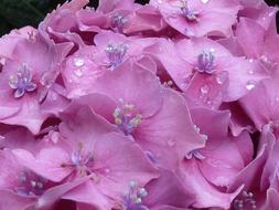 Hydrangea Pink and water drops
