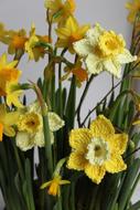 Narcis Crochet Flowers Floral