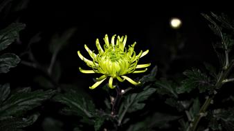 Beautiful, yellow and green flower, among the green leaves in the darkness