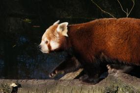 Panda Red Bear