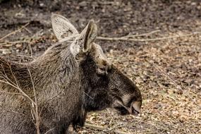 Moose Demonstration Reserve