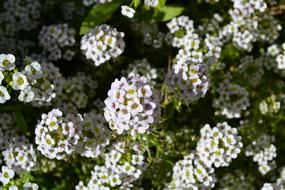 many white buds on a flowering bush, close-up