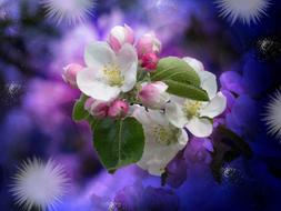 apple tree blossom as background