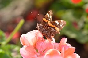 Butterfly on Pelargonium Flower