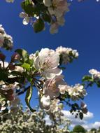 Apple Tree Flowers blue sky