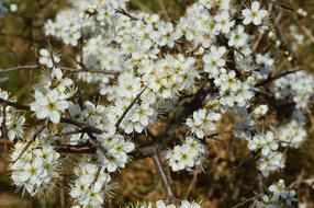 Flower Cherry soft white