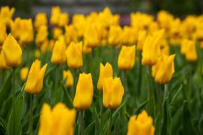 Flowers Yellow and green