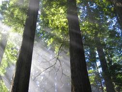 Trees Mystical Atmospheric