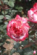 blooming Red Flowers