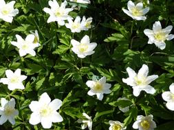 Wood Anemone White green Flowers