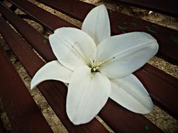 white lily on a brown bench