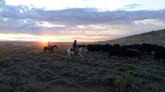 Cattle Yearlings Steers at sunset