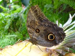 Butterfly Eye