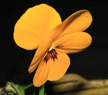 Pansy Flower Blossom on a dark blurred background