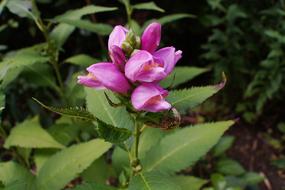 Snakehead Inclined Plate Flowers