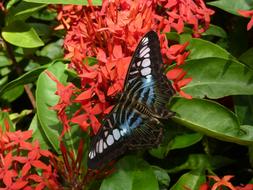 Butterfly and red Blossom