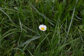 Dew Daisy Flower in grass