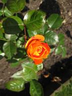 closeup view of Orange and green Rose Flowers