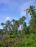 palm trees on ometepe island in Nicaragua
