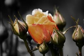 Roses Blossom and bud