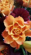 wondrous orange Roses Flower