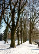 Winter Snow Trees Tree Lined