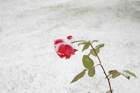Rose Blackrose Snow